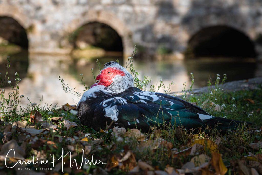 Bird on the banks of the Bregava River. A wonderful day trip from Mostar. 